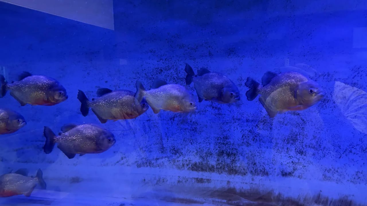 Piranhas in the aquarium