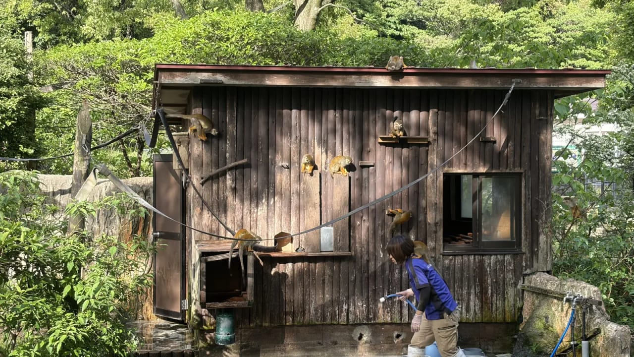 Monkeys at Kujukushima Zoo